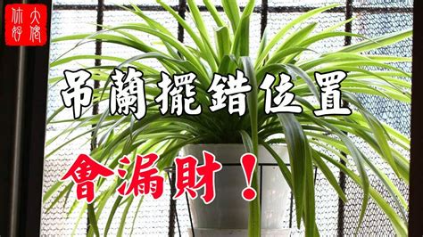 假植物風水ptt|假植物風水：招財還是漏財？